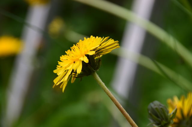 Butterblume