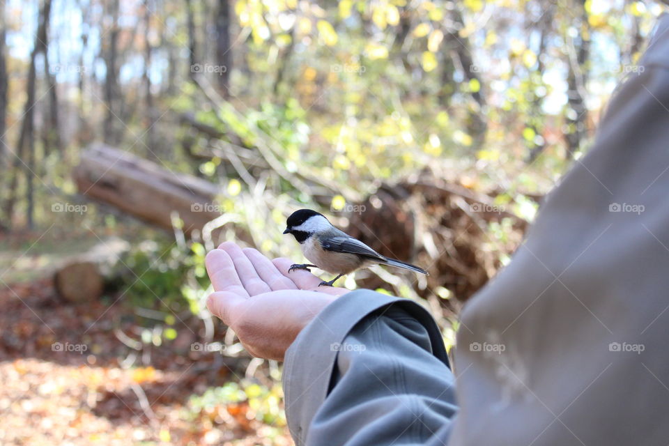 In Ipswich birds are in abundance during the colder seasons and you can feed them seeds in your hands 

