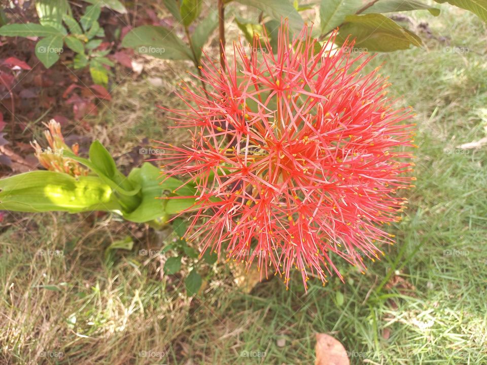 Scadoxus multiflorus in bloom growing in the yard