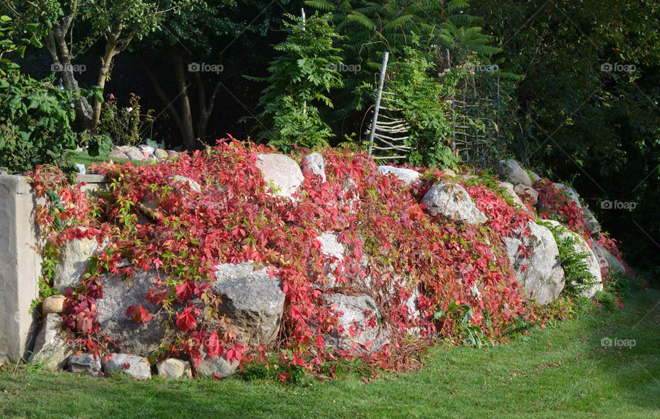 trädgård mur växter stenparti by pretender