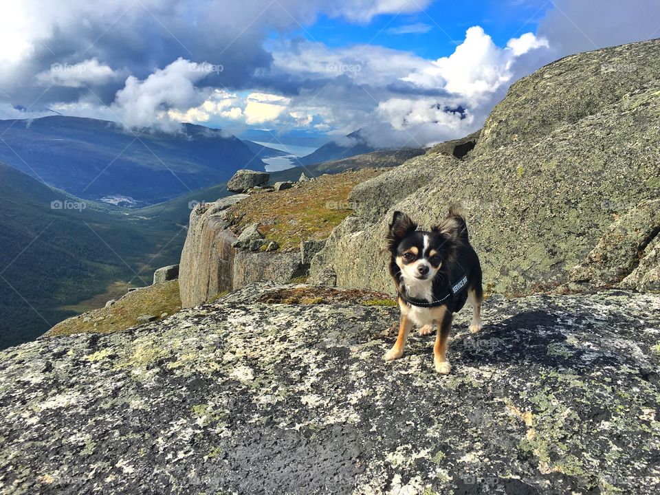 Rough chihuahua mountainhiking 