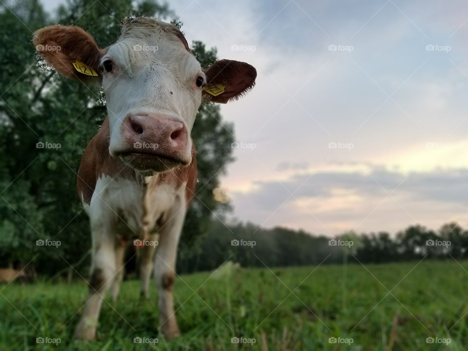 Agriculture, Grass, Cow, Mammal, Farm