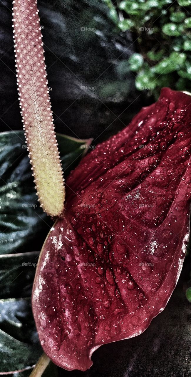 Macro photos- anthurium