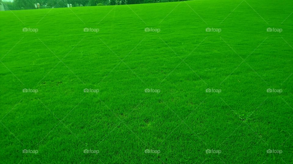 Close-up of green landscape