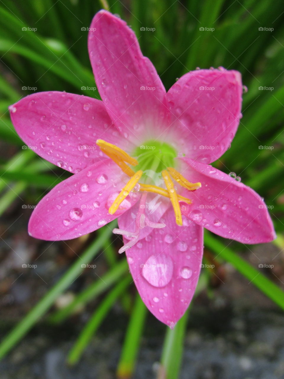 water on petal