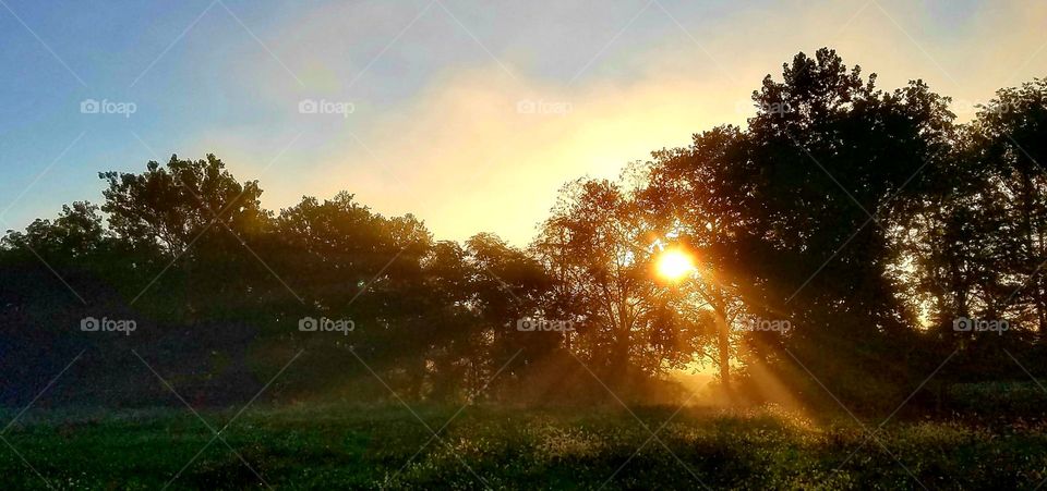 sun rays through tree branches as sun rises