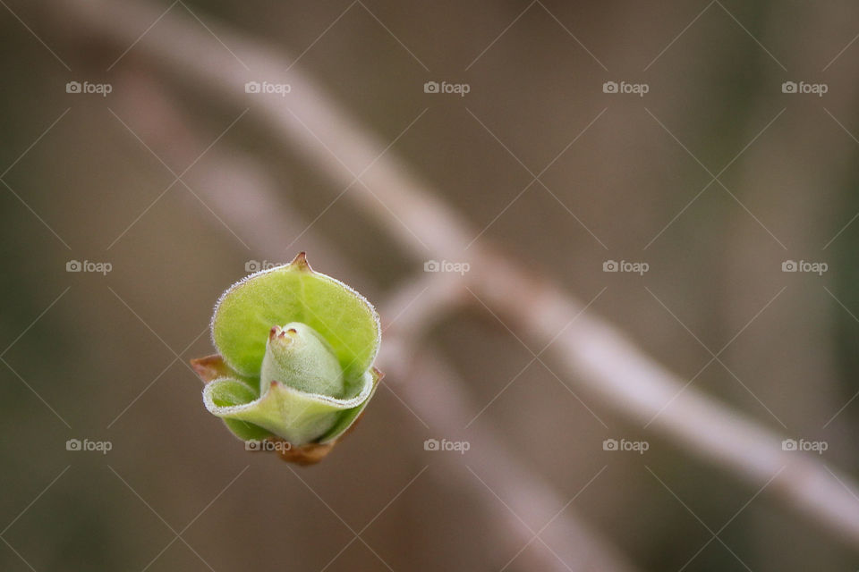 Lilac Bud