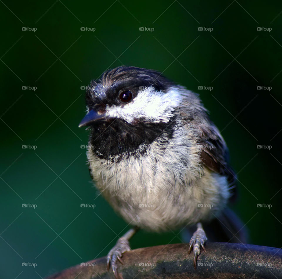 Close-up of a bird