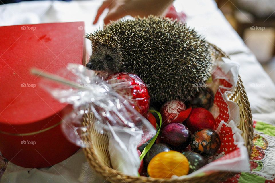 Easter hedgehog