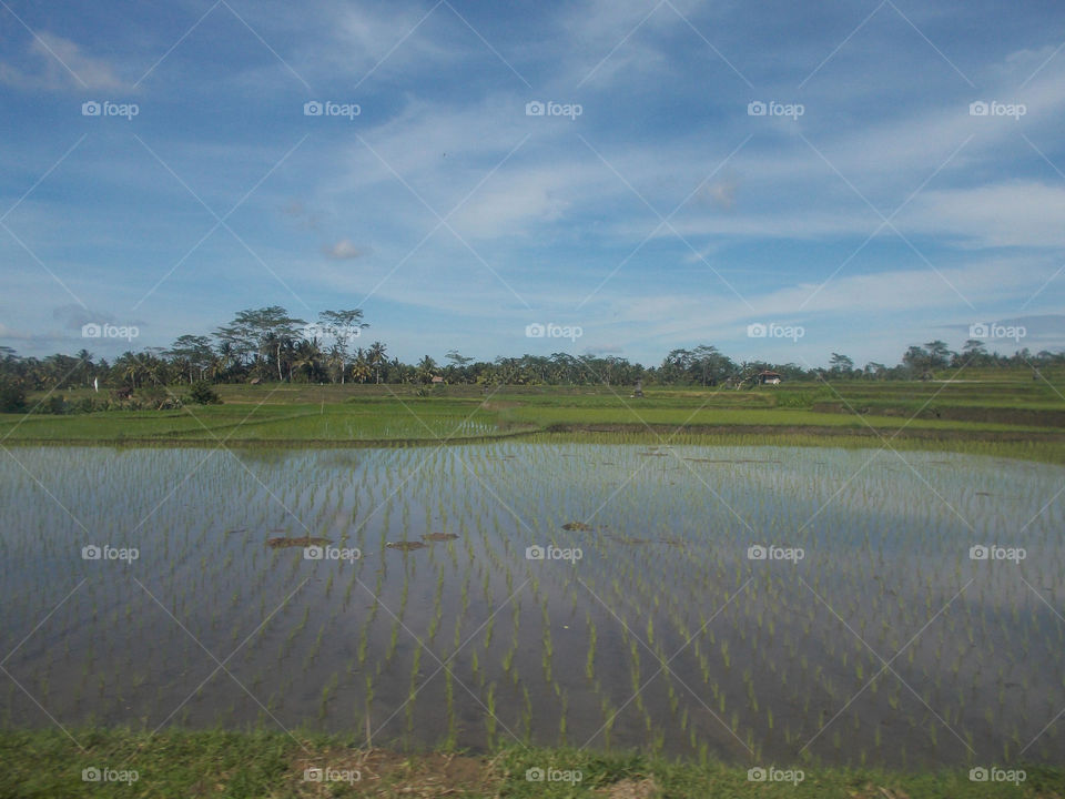 rice field