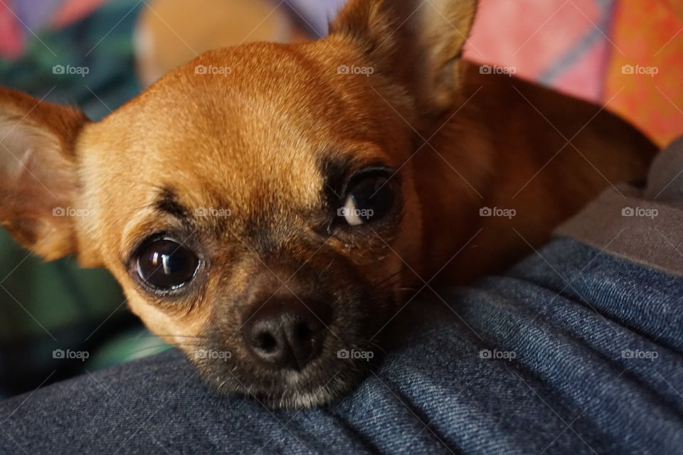 Dog Leo Chihuahua