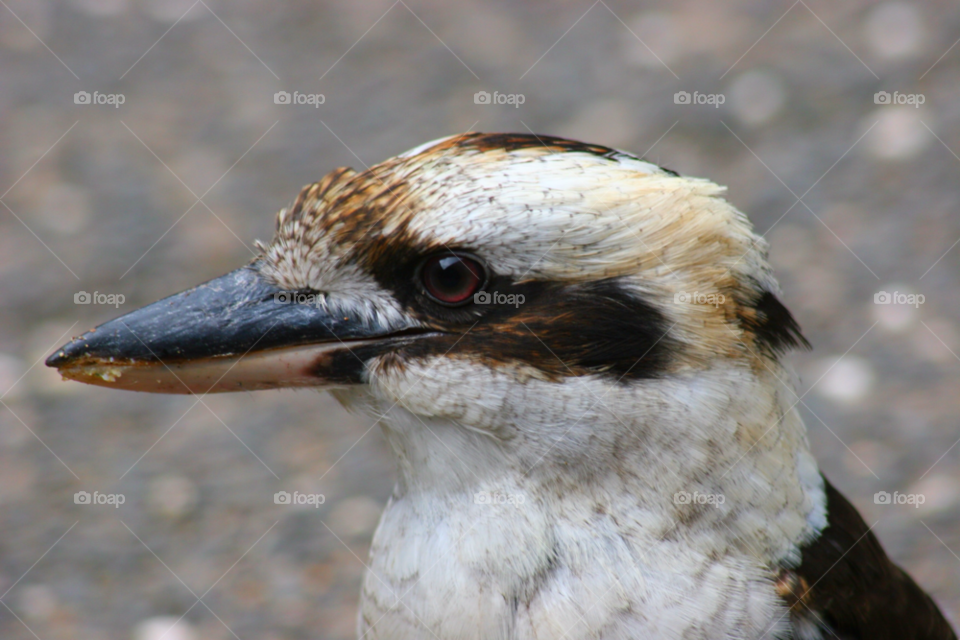 Kookaburra . Kookaburra  head