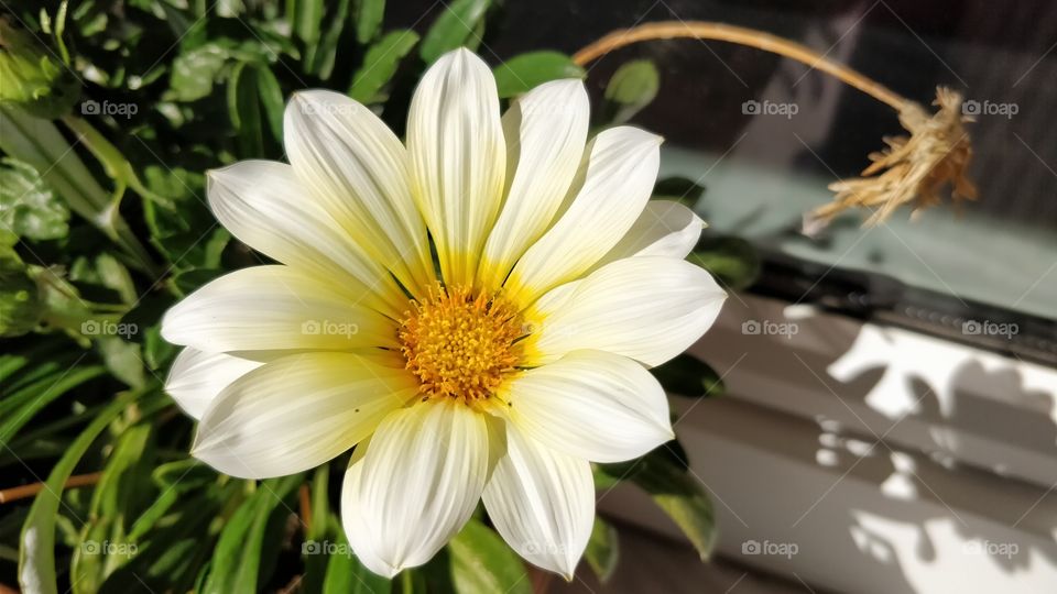 Closeup Flower