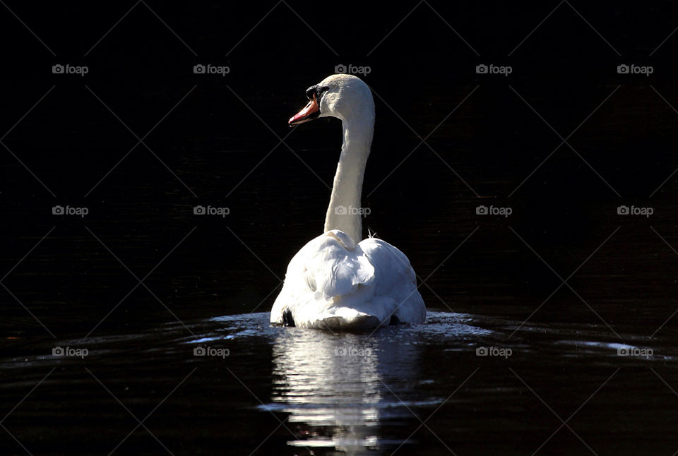 swan