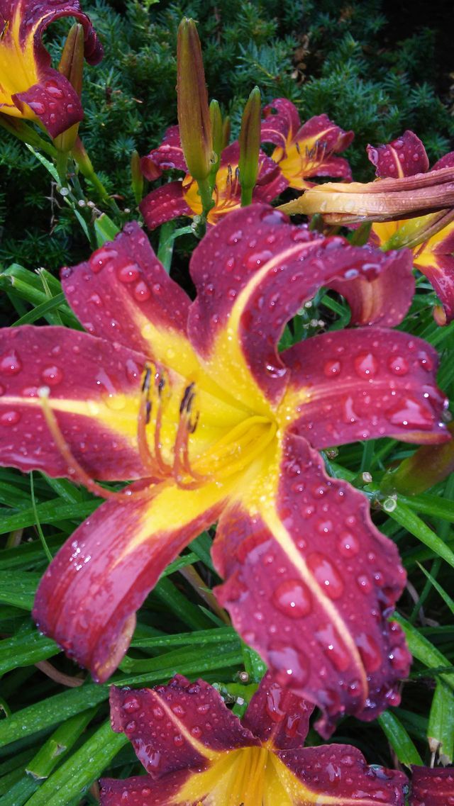 summer beauty