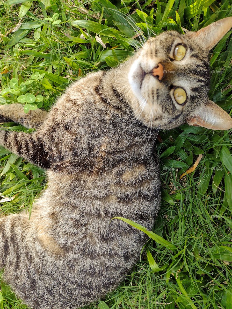 happy cat in the grass