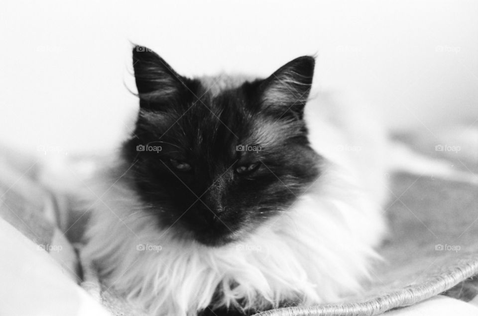 Cute siamese cat, shot taken on black and white film, Pentax Spotmatic SP1000, SMC Takumar 50mm f1.4, Ilford PanF+ 50
