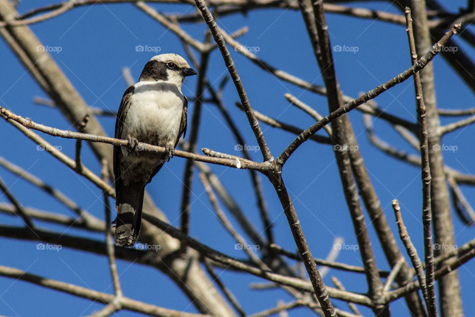 white bird in a tree with no leafs