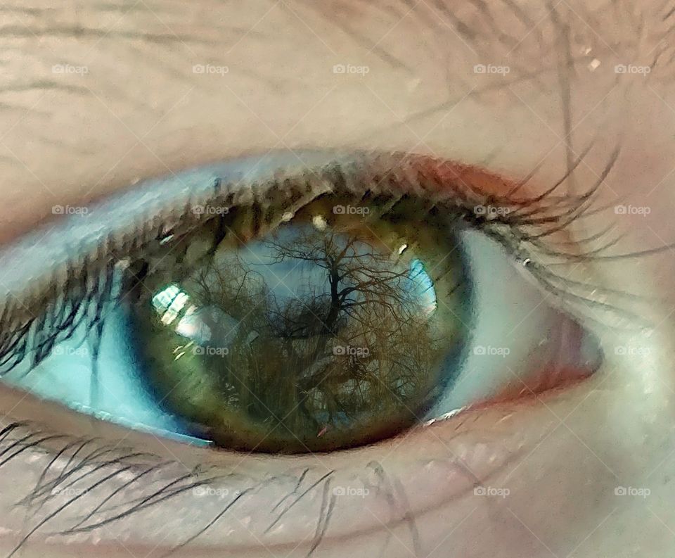Trees reflected on brown eyes