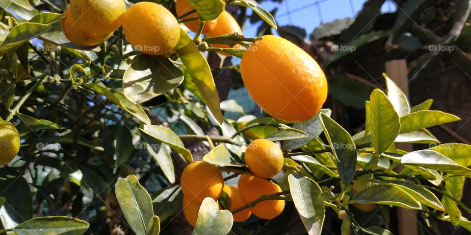 Fortunella japonica or kumquat is a winter fruit that in Sicily you can eat for christmas