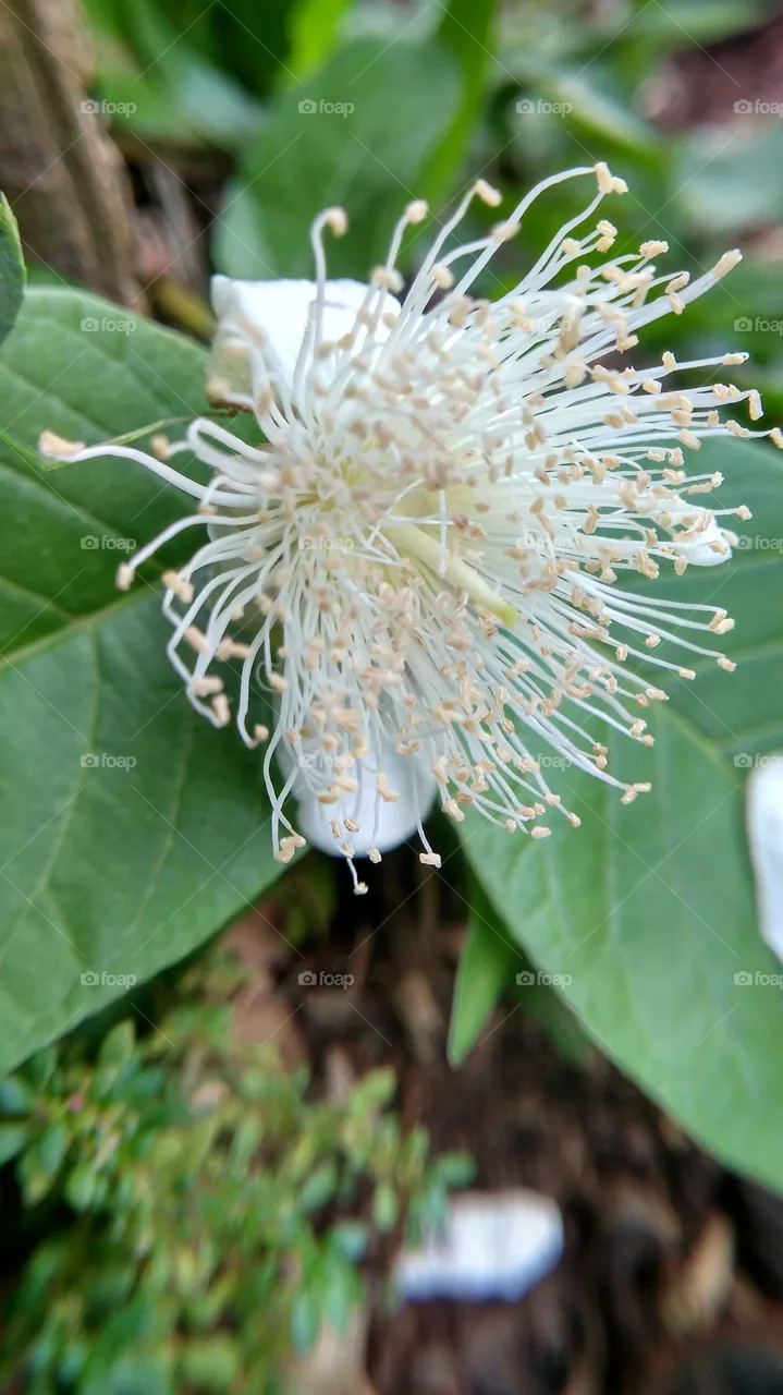 guava flower