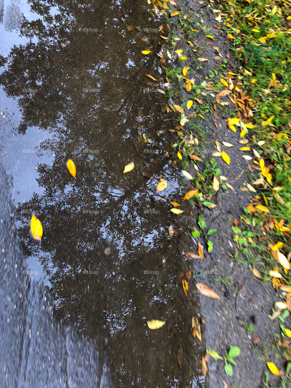 Осень лужа с листьями