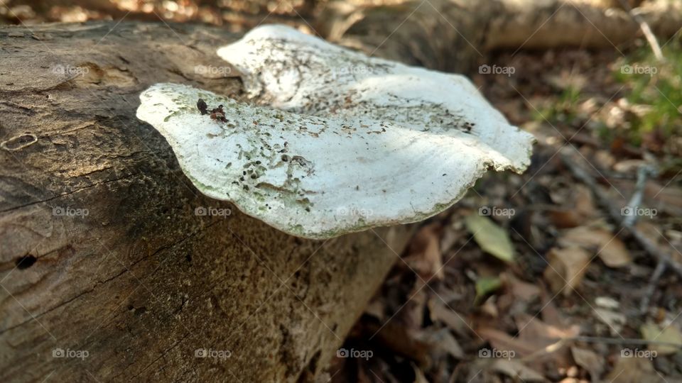 Wood, Nature, Fungus, No Person, Mushroom