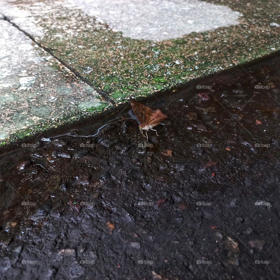 the butterfly landed on the wet terrace
