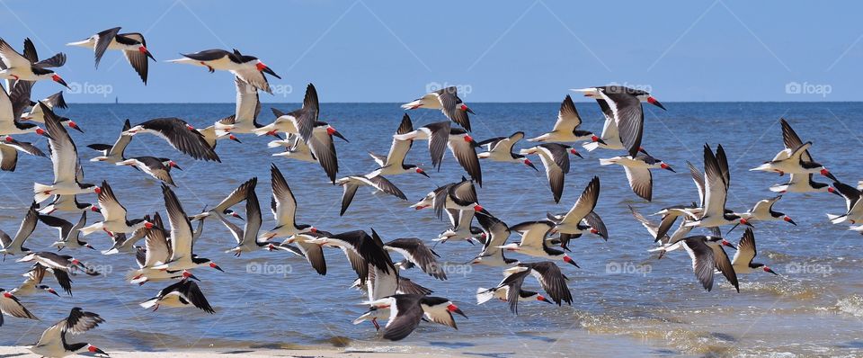 Bird, Wildlife, No Person, Water, Seagulls
