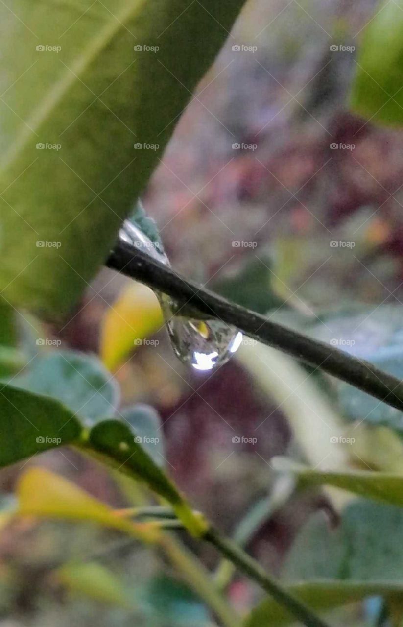 a drop of rain