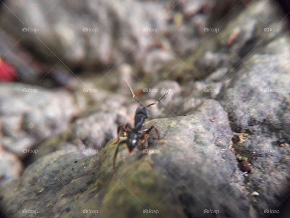 ant macro closeup nature