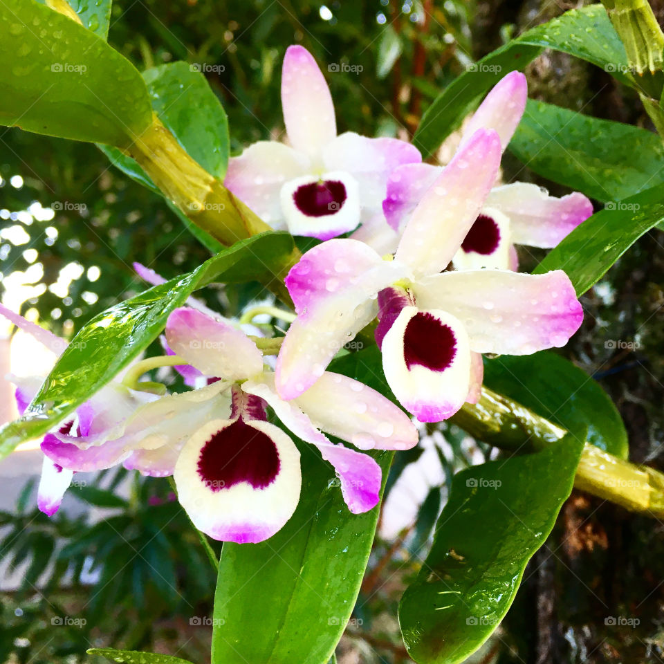 Nossas orquídeas estão abrindo. As primeiras flores da temporada desabrocharam!
Para bem recebê-las, um pouco de água para suas pétalas. E com esse tempo seco, até eu quero entrar embaixo do regador...
📸
#FOTOGRAFIAéNOSSOhobby