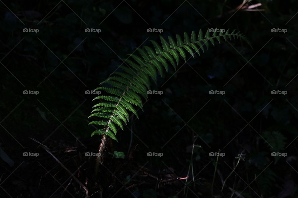 fern leaf