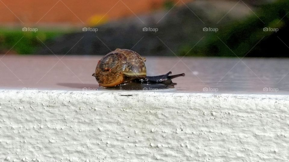 Seashell / snail