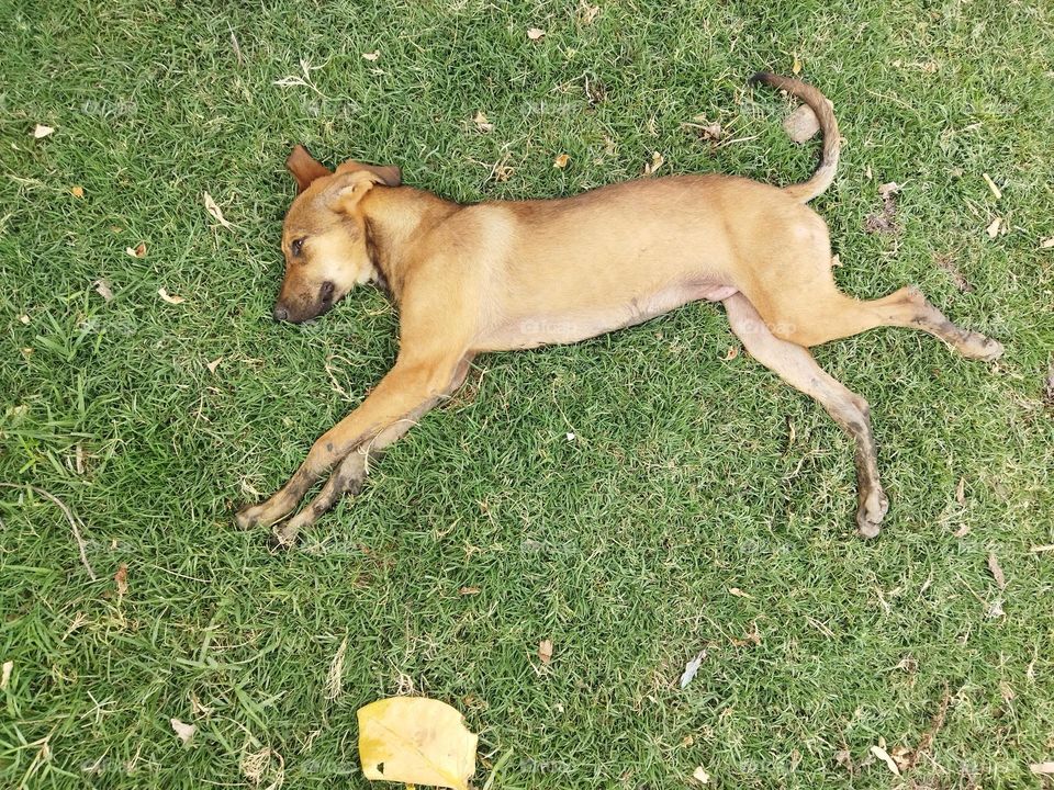 street dog in garden fully relaxed