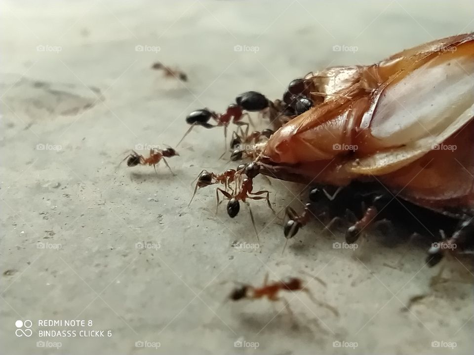 ant load havey insect