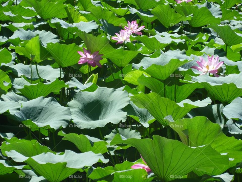 Lotus flower mean on the Emperor's private lake