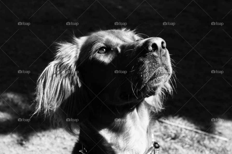 B&W of Quinn our Red Setter ... sitting up very smart ... obviously waiting for some treat 💜