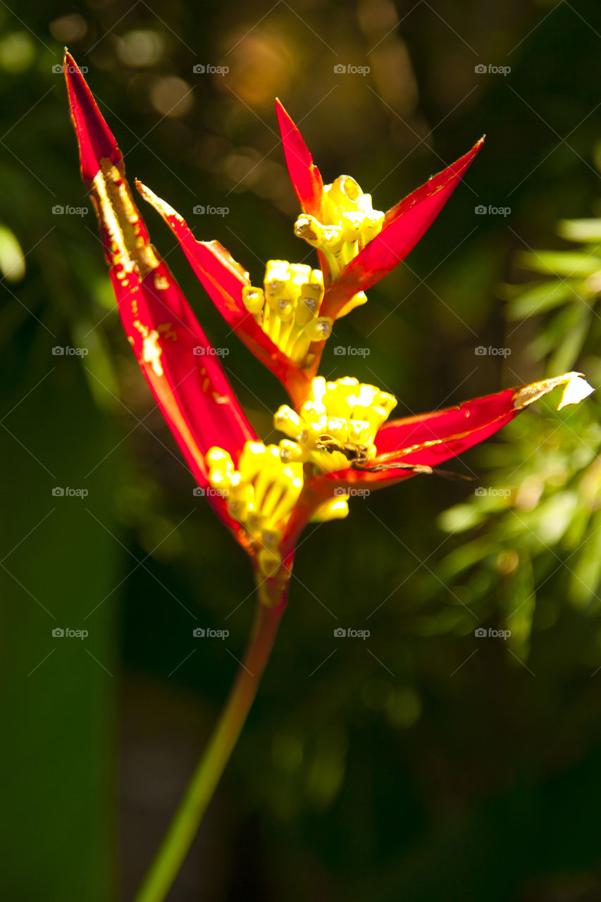 THE FLOWERS AT NOON NOOK GARDEN PATTAYA THAILAND