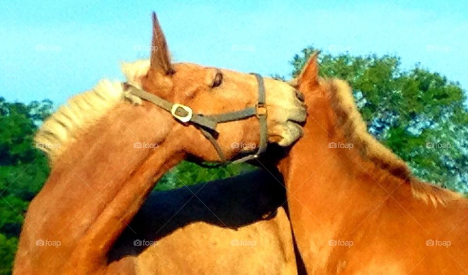 Horse kisses