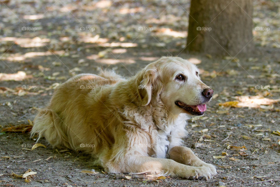 Golden Retriever