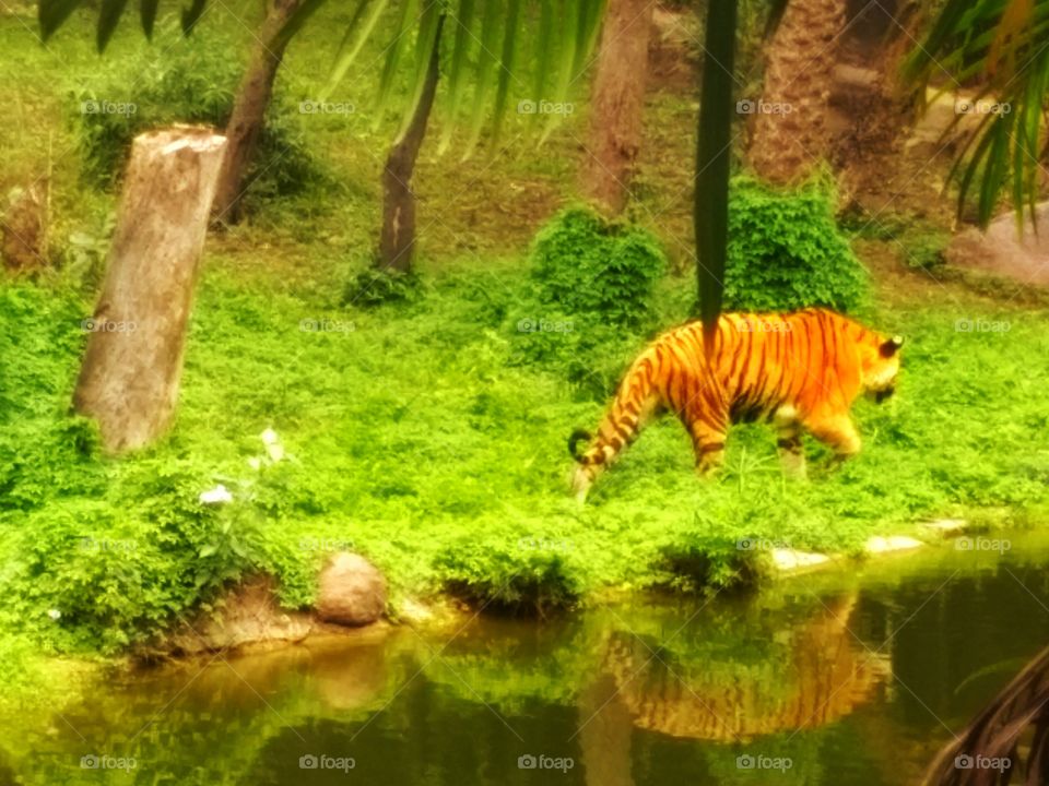 Tiger - Nehru Zoological Park, Hyderabad