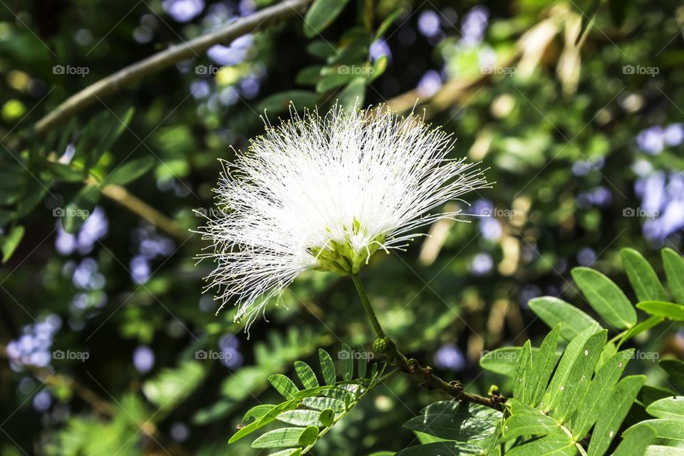 Beautiful white flower