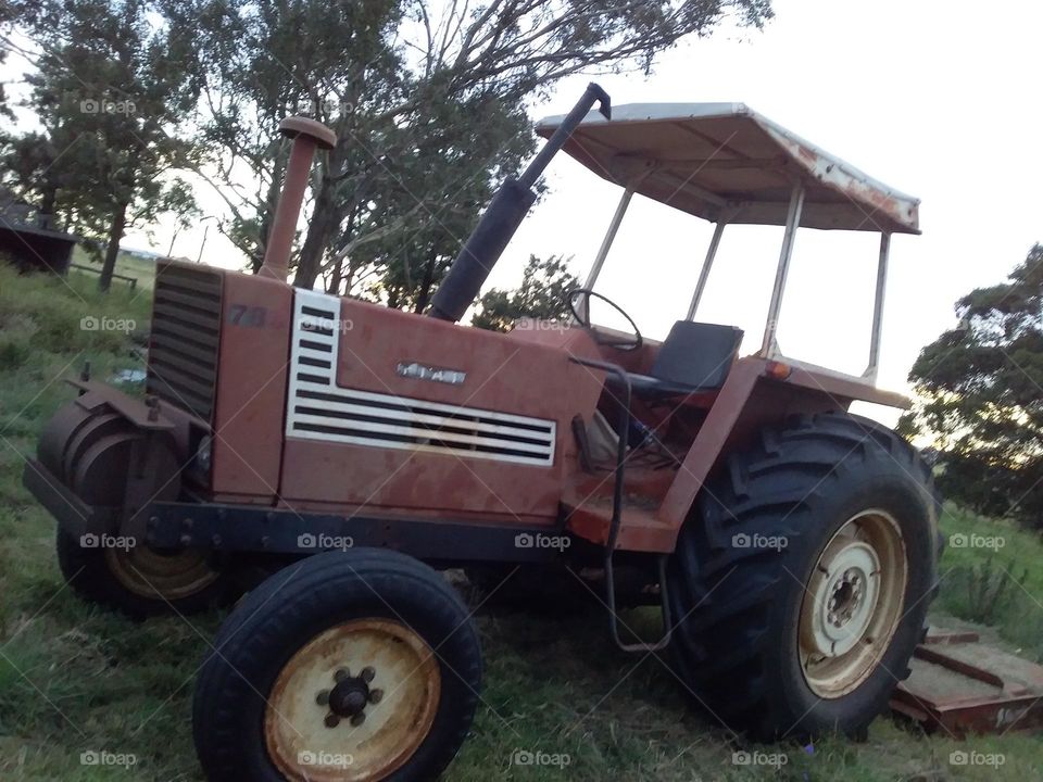An old red Fiat Tractor under a gum tree