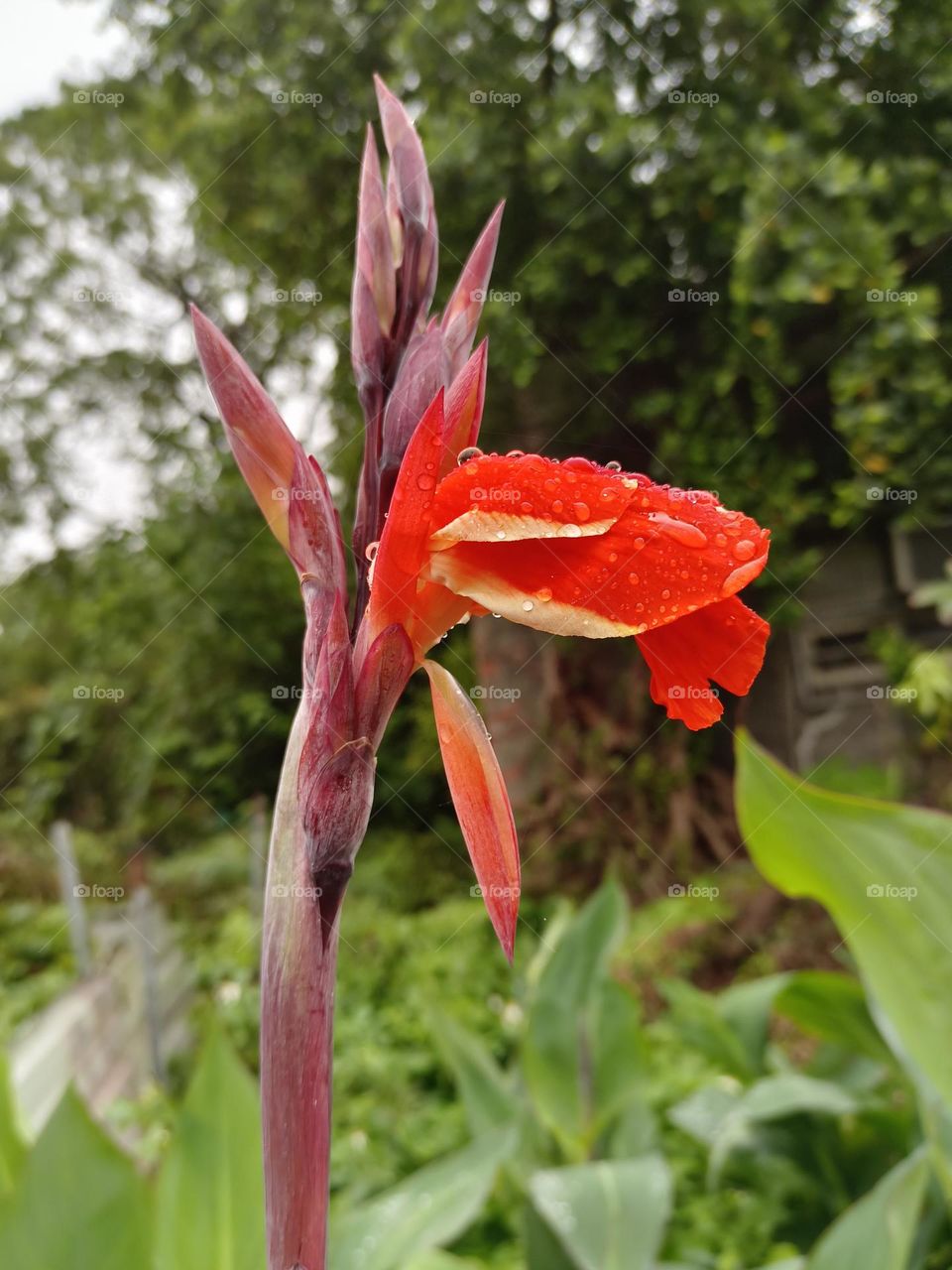 Canna generalis cv.