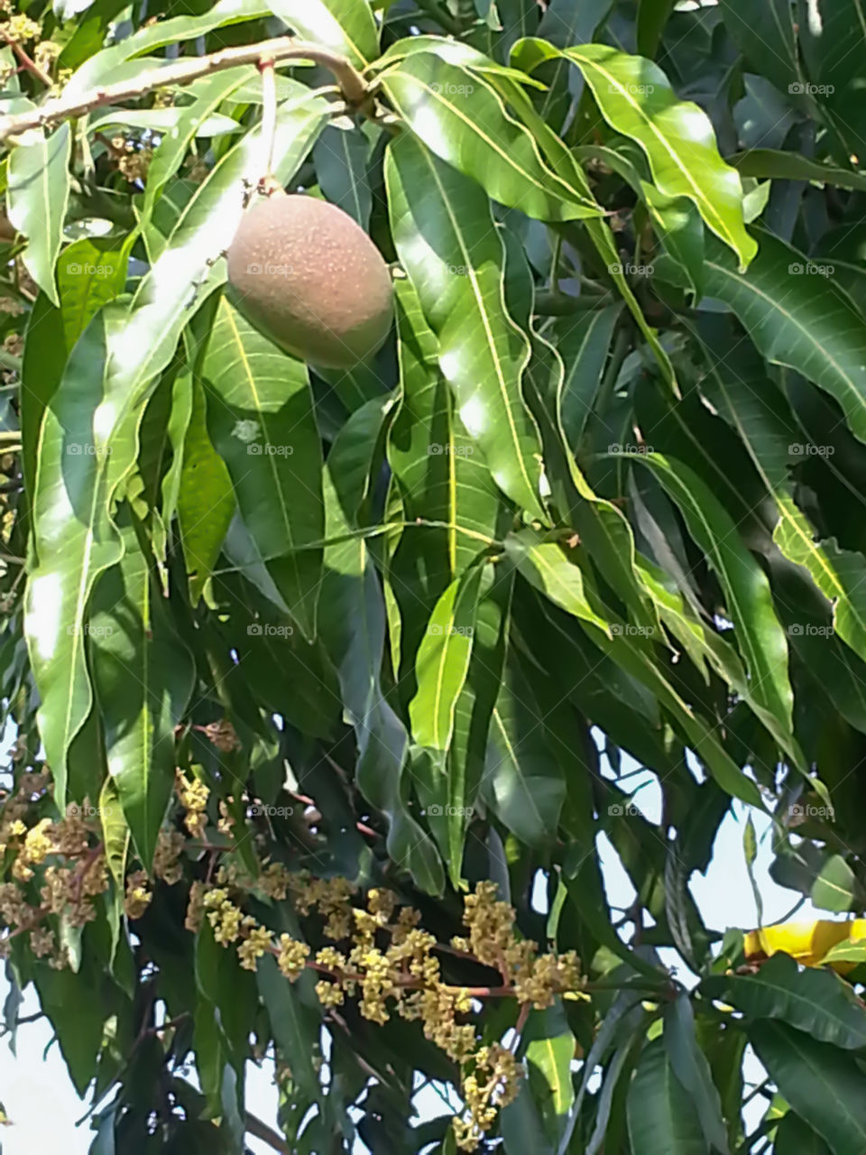 mango tree. mango fruit and blossoms