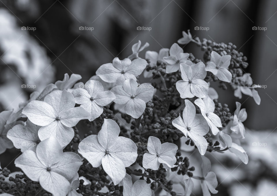 Oakleaf Hydrangea flowerhead closeup macro in BW