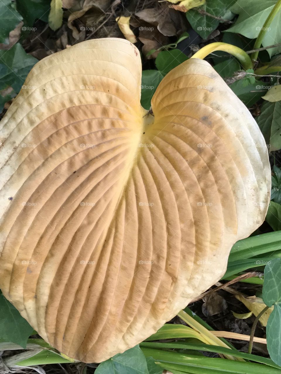 Tan leaf