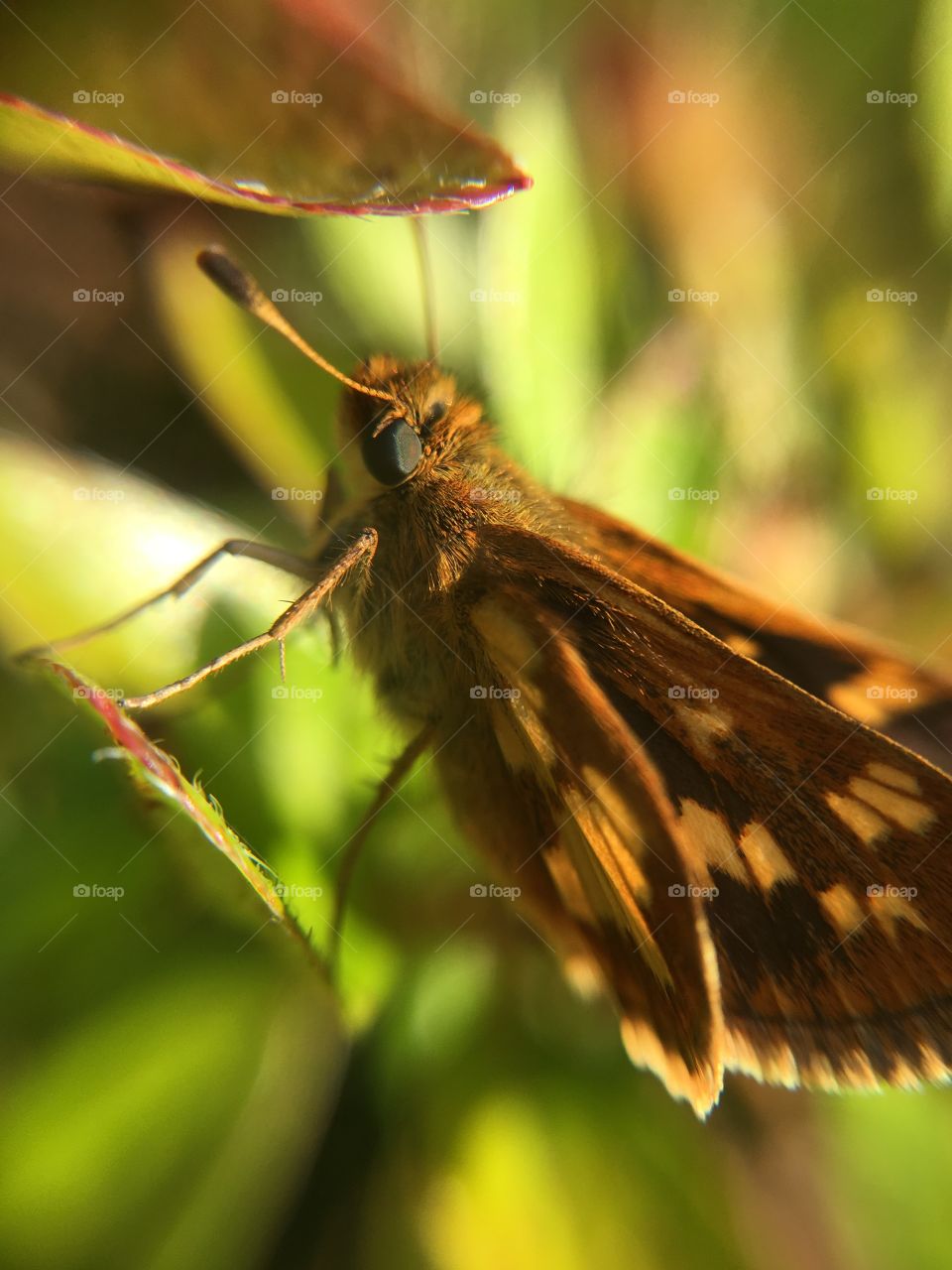 Closeup of butterfly