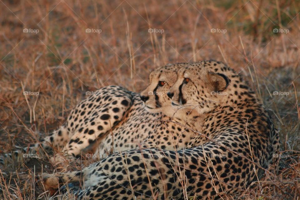 Cheetah duo